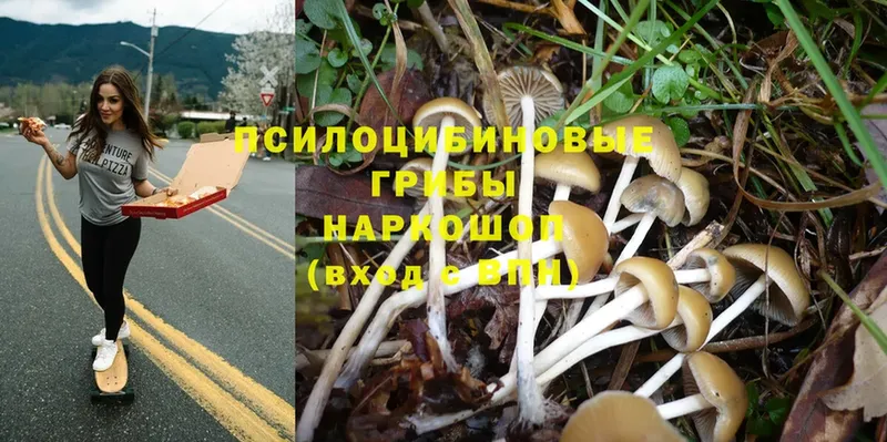 Галлюциногенные грибы Psilocybe  Бутурлиновка 